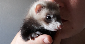 romane pet sitter à CHARTRES DE BRETAGNE 35131_8