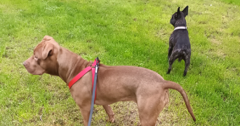 romain pet sitter à AMIENS 80000_5