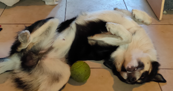 joséphine pet sitter à PANTIN 93500_2