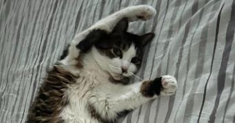 antoine  cat sitter à SARREGUEMINES 57200_3