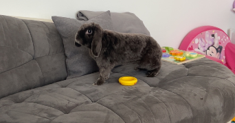 lea  pet sitter à VAL DE VIRVEE 33240_2