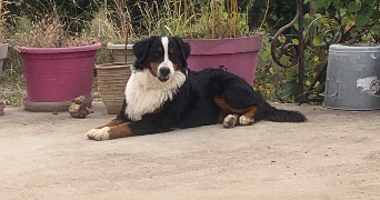 cordaro pet sitter à BAGNOLS 69620_2