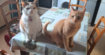 aurélie pet sitter à NEUVILLE LES DAMES 01400_0
