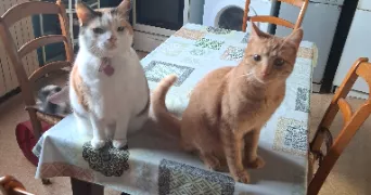 aurélie pet sitter à NEUVILLE LES DAMES 01400