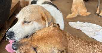 tristan pet sitter à pessac 33600_3