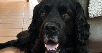 clara pet sitter à COULLONS 45720_7