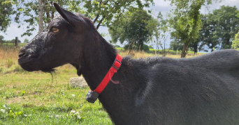 marine pet sitter à LES CHAMPS GERAUX 22630_3