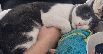 sara pet sitter à CLERMONT FERRAND 63000_1