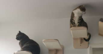 anne-sophie pet sitter à ST OUEN L AUMONE 95310_2