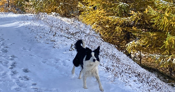 marie pet sitter à ROUBAIX 59100_1