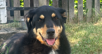 chloé pet sitter à VEZERONCE CURTIN 38510_5