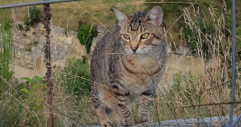 louise pet sitter à BREST 29200_2