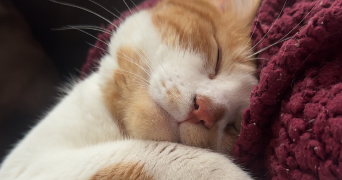 océane pet sitter à ST JEAN DE BRAYE 45800_5