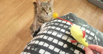 tiffanie pet sitter à THIAIS 94320_5