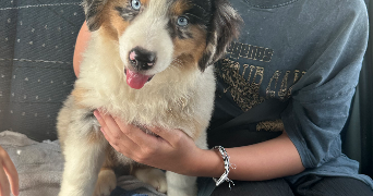 emma pet sitter à DAUBEUF PRES VATTEVILLE 27430_0