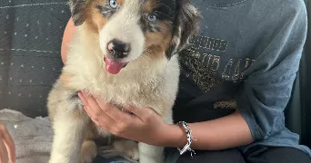 emma pet sitter à DAUBEUF PRES VATTEVILLE 27430