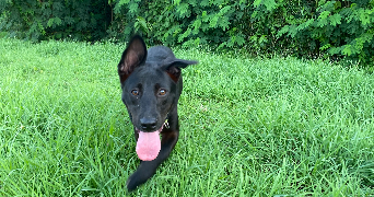 léa pet sitter à LIMOGES 87100_2