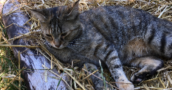 agnès cat sitter à RONQUEROLLES 95340_9