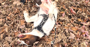 sarah pet sitter à TOULOUSE 31400_6