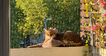 mélody pet sitter à LIMOGES 87100_4