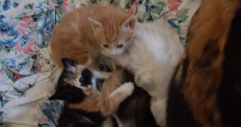 camille pet sitter à Paris 75010_3