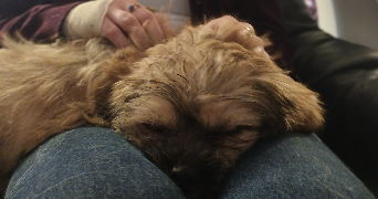 lorène pet sitter à ST NICOLAS 62223_2