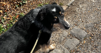 manon pet sitter à MONTIGNY LES CORMEILLES 95370_1