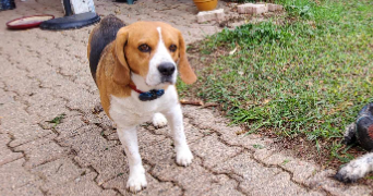 jean pierre pet sitter à PIBRAC 31820_13