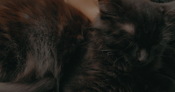 axelle pet sitter à LANGLEY 88130_2