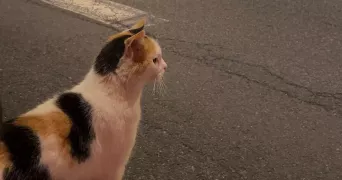 sarah pet sitter à SEMOY 45400