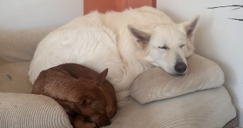 emeraude pet sitter à LA ROCHELLE 17000_5