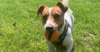 solène pet sitter à ACHERES 78260_5