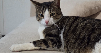 carine pet sitter à COURNONSEC 34660_1