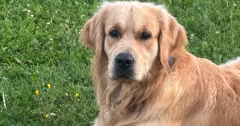 morgane pet sitter à BORDERES SUR L ECHEZ 65320