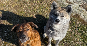 apolline pet sitter à OSTWALD 67540_3