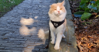 séverine  pet sitter à 59000 Lille 59000_3