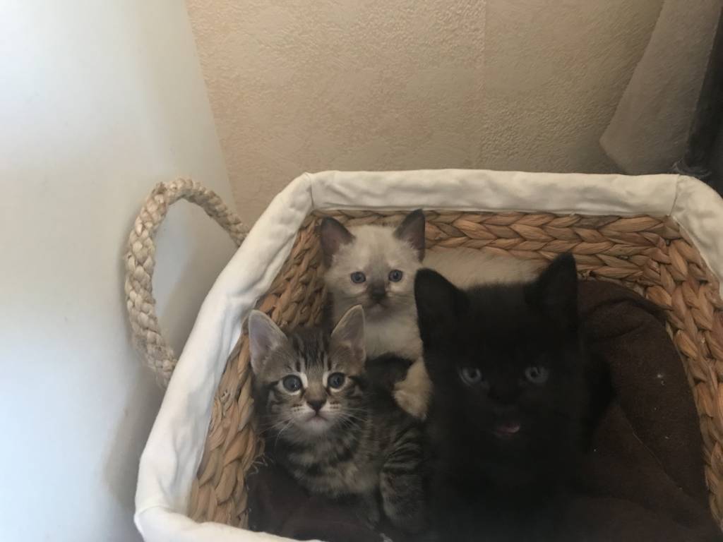 paloma pet sitter à Bordeaux 33300_5