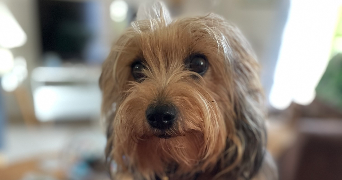 diane pet sitter à MAREIL MARLY 78750_2