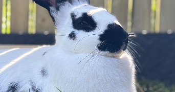 estelle pet sitter à ST NIZIER DU MOUCHEROTTE 38250_2