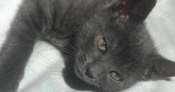 maelle pet sitter à LE HAVRE 76620_0