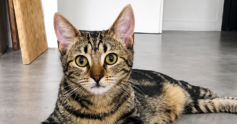 sylvie pet sitter à LILLE 59000_1