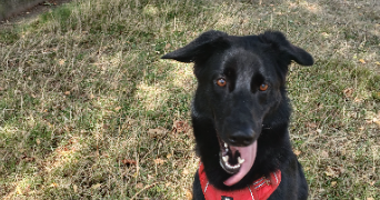 sandrine pet sitter à ANNOEULLIN 59112_3