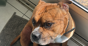 angeline pet sitter à CARCASSONNE 11000_9