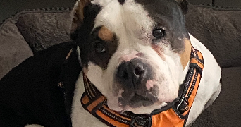 marie pet sitter à PONTAULT COMBAULT 77340_9
