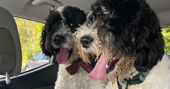 soline pet sitter à LANNEMEZAN 65300_6