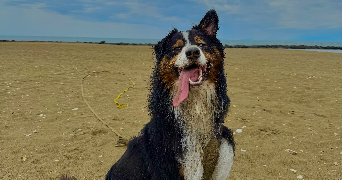 tom pet sitter à AGDE 34300_0