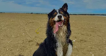 tom pet sitter à AGDE 34300