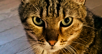 avril pet sitter à La varenne st hilaire 94210_0