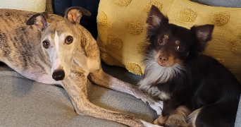 louise pet sitter à MONTREUIL 93100_3