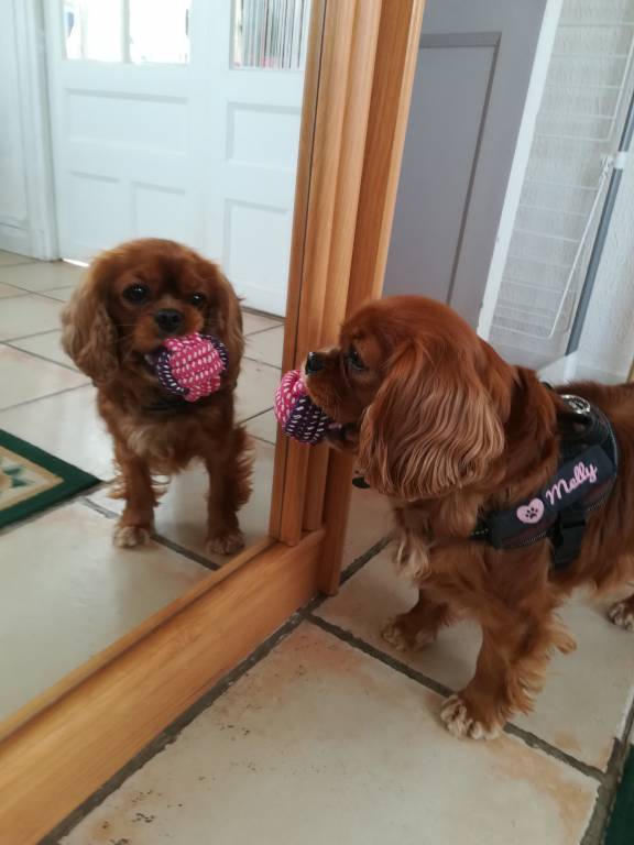 Agnès pet sitter à Franconville 95130_1